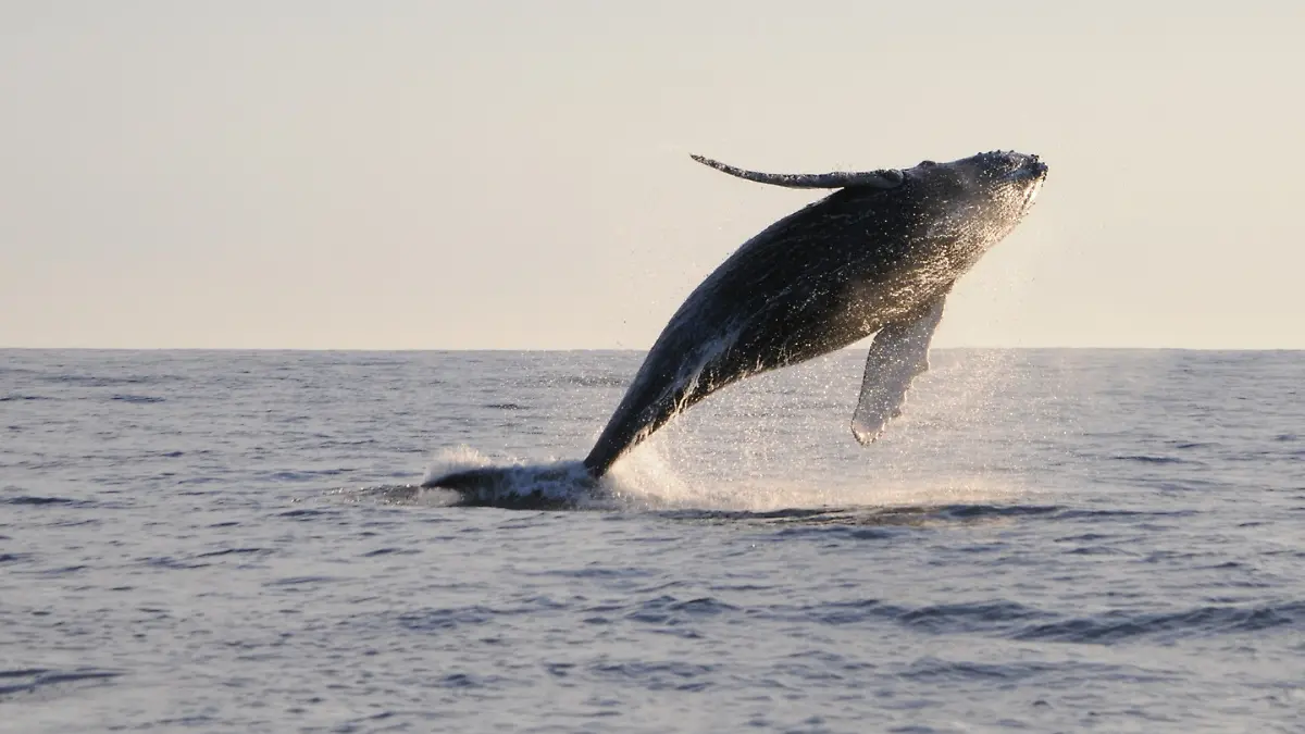 ballena jorobada bcs